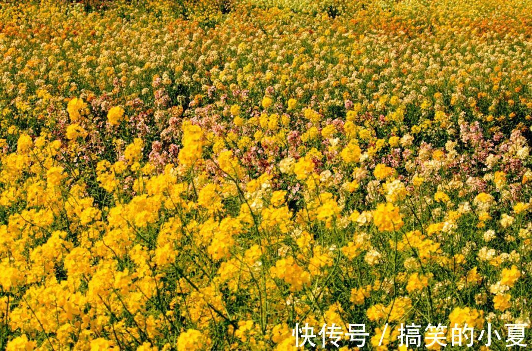 五彩|赶趟末班车，去长兴岛赏千亩五彩油菜花田