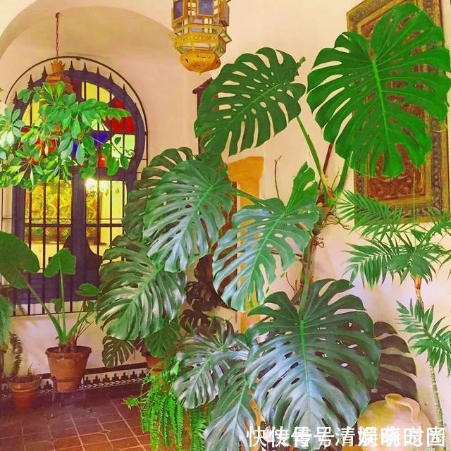 这5种花,漂亮又好养,放卧室客厅都合适,还能净化空气,很实用