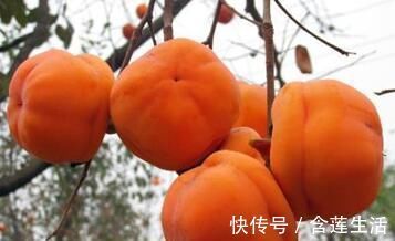 单宁|痔疮作祟，“天然药库”柿子就能帮到你，但要注意别犯这两个错