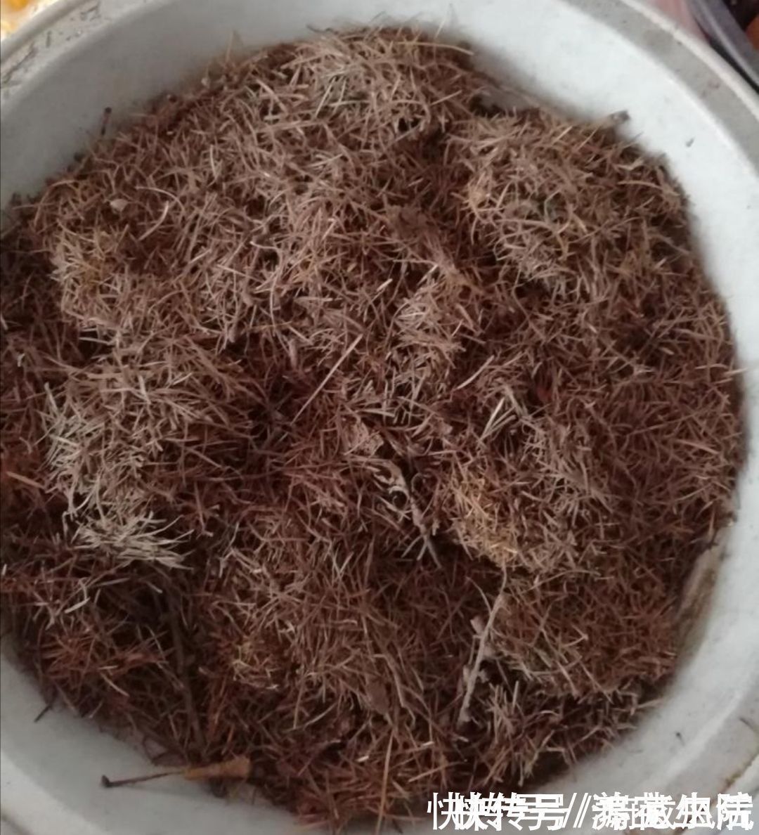 采集|干松针采集后，怎样处理才能用来养花？教你松针土制作方法