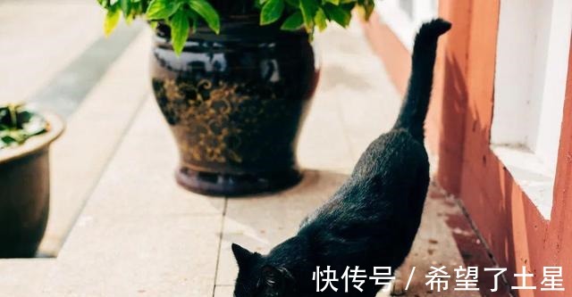 宝莲寺|千年古寺里一家藏满“猫”的素面馆，感受不一样的宁静与淡泊！