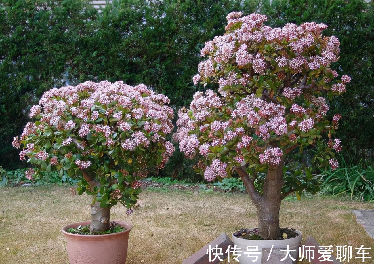 公认的6种吉祥花，株型奇特寓意好，还能吸废气，大人孩子都喜欢