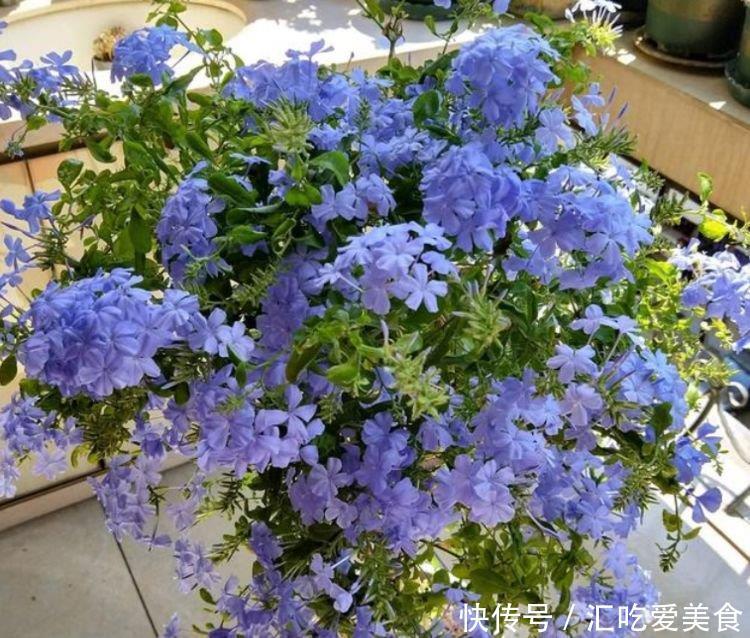 “4种花”最适合春天养,开花多又美,满屋飘香,天天好心情!