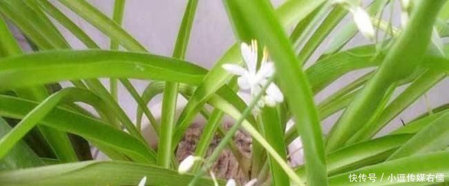 绿萝、富贵竹叶子发黄?听内行人说才晓得,是放错了位置