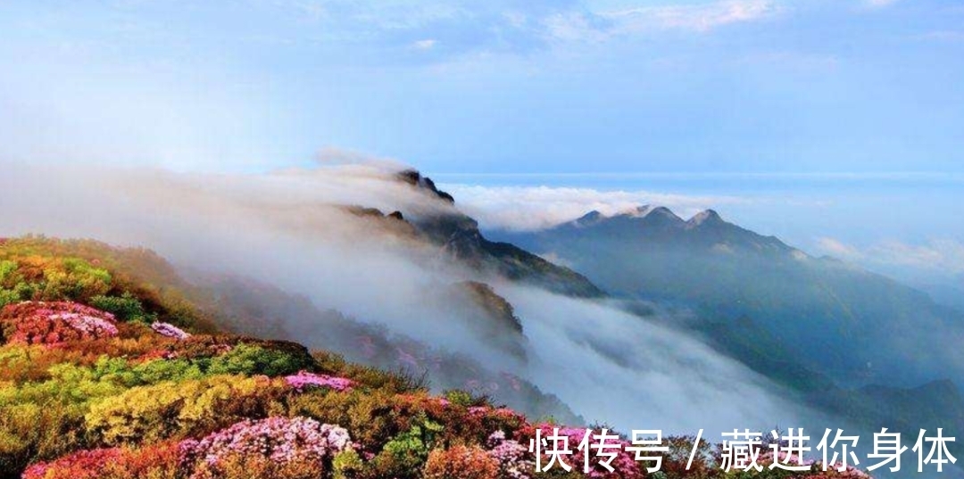 我国特有的单种属珍稀濒危兰花——金佛山兰