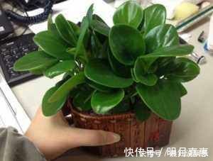 豆瓣绿|家里养盆“它”,好看又防辐射,比绿萝还好养