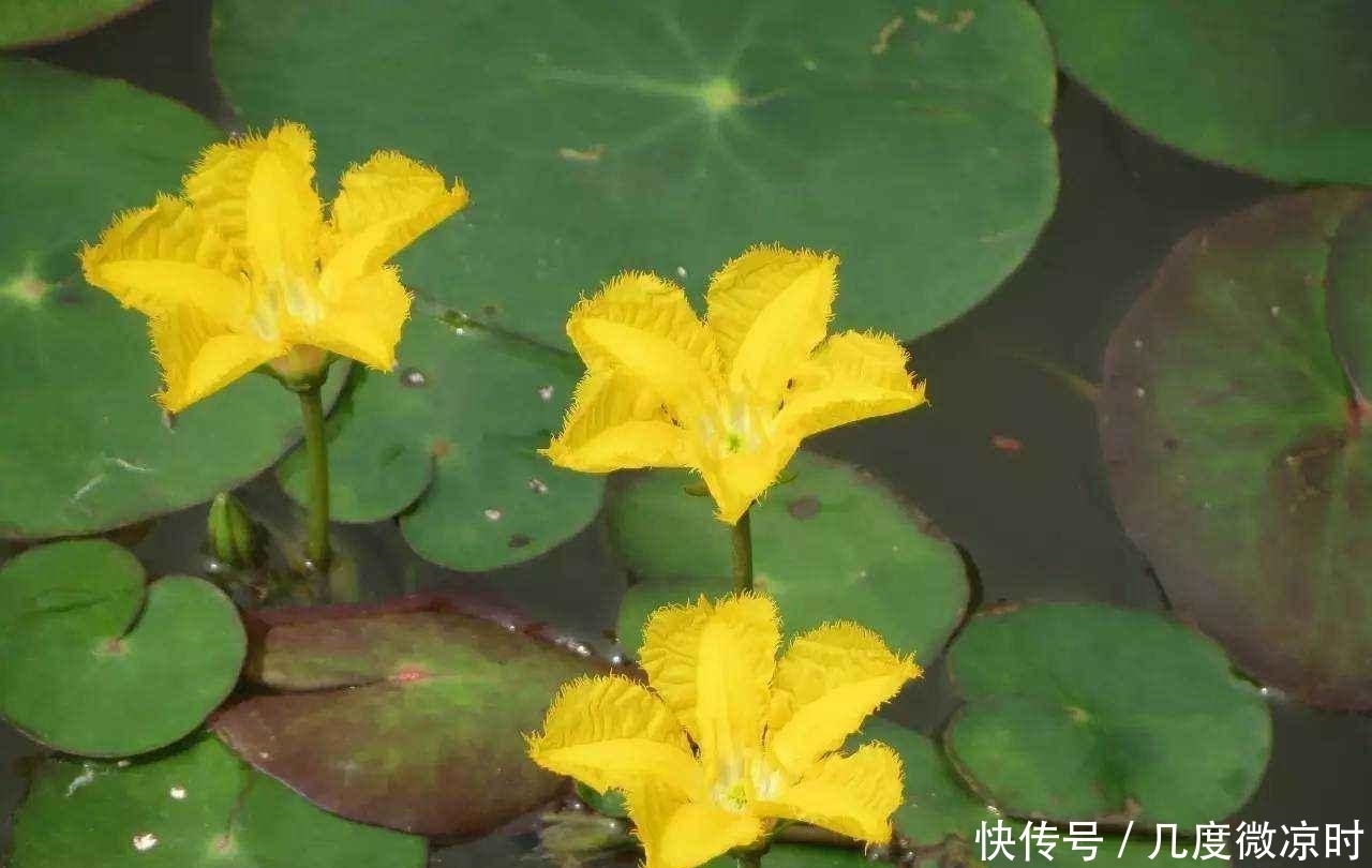 胡萝卜素|农村可以吃的野物,对男女都有作用,很多人没见过