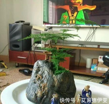 大爷用石头来养花,越养越值钱,有人出1000块也不卖!