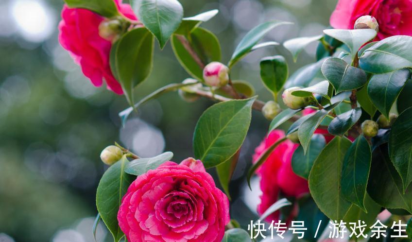 山茶花花小不鲜艳，做好这几点养护，花大又艳丽