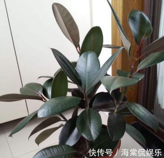植物|家养这些植物，一月浇一次长得旺，叶子油绿开花多！