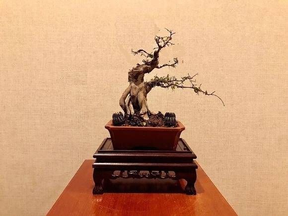 涂鸦效果图|雀梅盆景桩头的蜕变,真是越来越喜人,看盆景大师给出的涂鸦建议