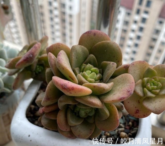 度夏|绿了也是心头肉，开始为度夏担忧！