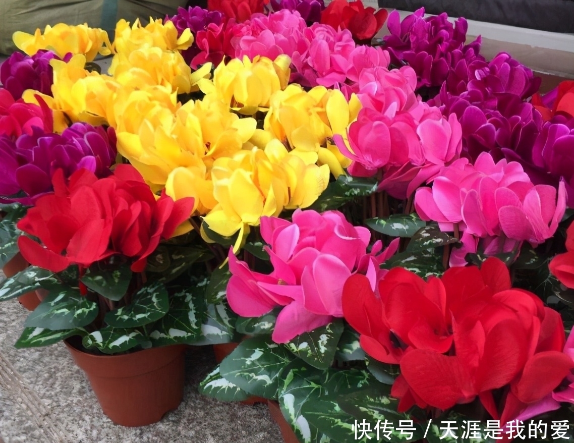 养仙客来盆栽,紧抓4个关键环节,花苞早开放