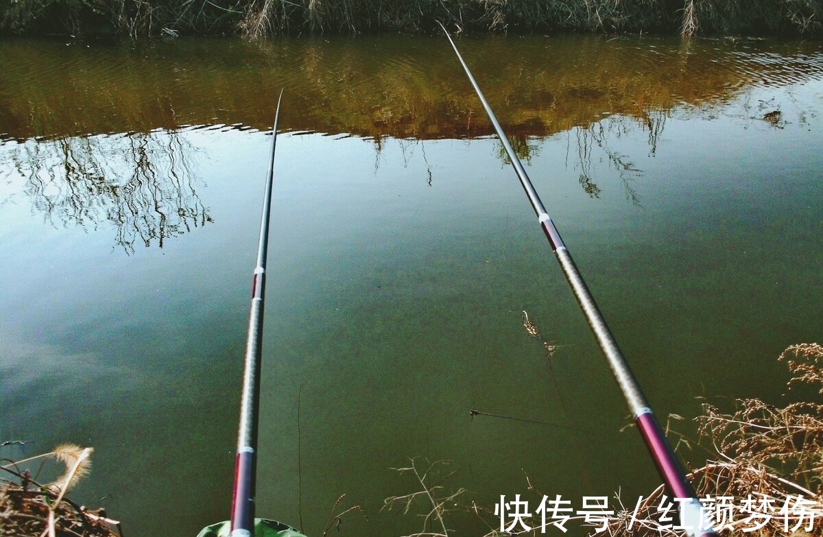 钓鲫鱼总是遇到白条闹窝根本钓不成,怎么办?