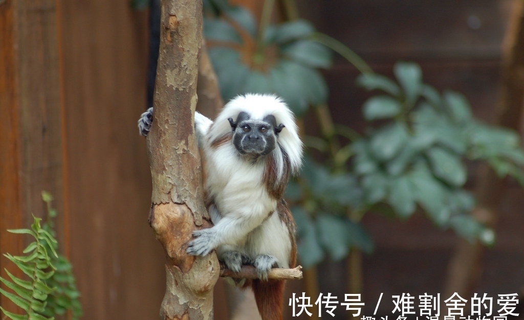 猴子|这种猴子的拉丁学名来源于希腊神话,却拥有着相当朋克的别致发型