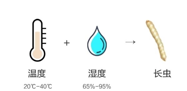 一文讲清:米面生虫了怎么办?还能不能吃?