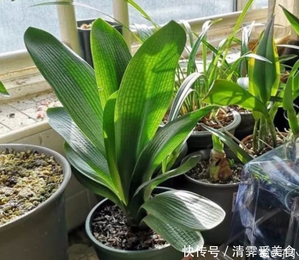 君子兰养了10年不开花,就是这个原因,看完就明白了!