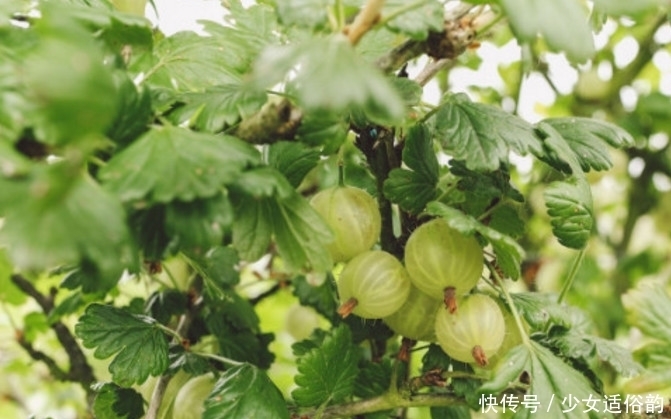 就算|只有真正的土豪才吃的起的这4种水果,吃过2种以上你就算土豪