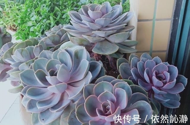 阳台党打心底里喜欢的多肉很少,紫珍珠算一个,群生老桩最漂亮