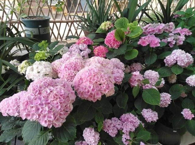 圆滚滚的绣球,瀑布般的花墙,这届花友也太会种花了吧