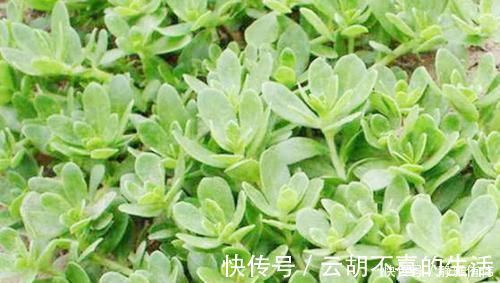 蒲公英|不起眼的它，竟是湿气“大克星”，没事喝一杯，湿气祛得一干二净