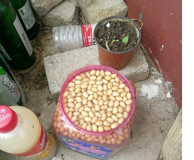 养月季，用这些生活中的“氮磷钾钙肥”，用好了开花一茬