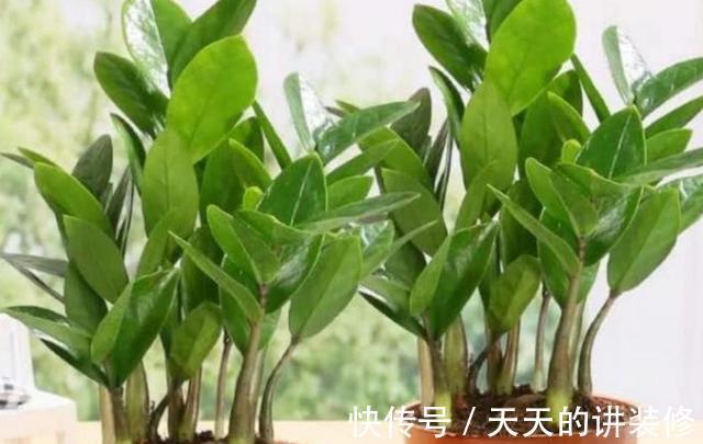 养护|新手养金钱树，做到“两少一多”，长势喜人，还能绽放小黄花