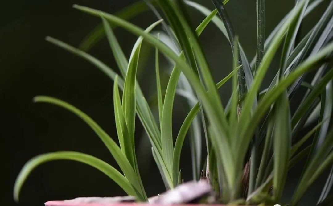 兰花海底芽|兰花海底芽,不是非剪不可的,两个技巧养成壮苗