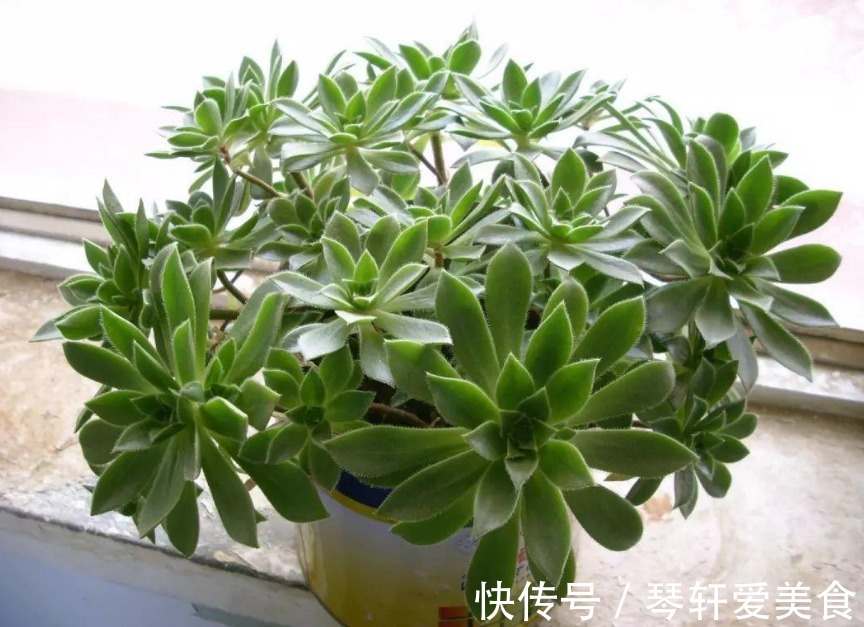 坚果壳|换盆加点坚果壳，提前这么弄，养花土变排水性好，肥力十足