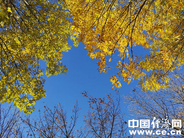 营养均衡|秋季是过敏高发期 如何预防？