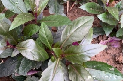 12种可食用野菜,怎么做都好吃,再不挖点尝尝,就要老了