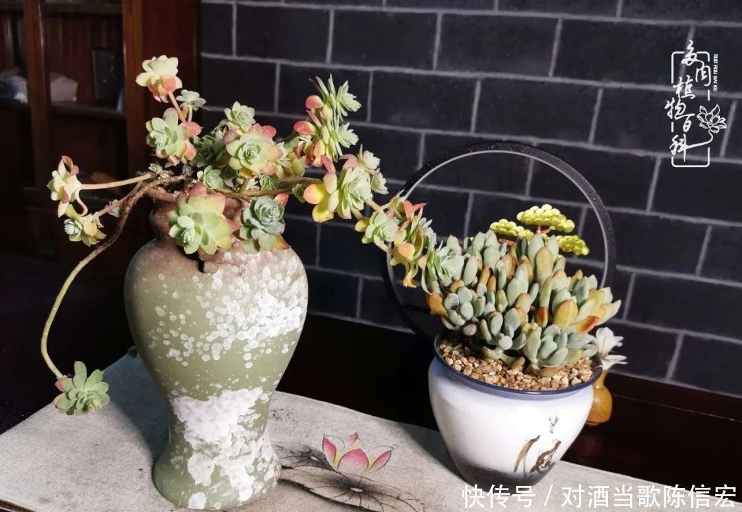 多肉桃花源:别人笑我太疯癫,我笑他人看不穿!