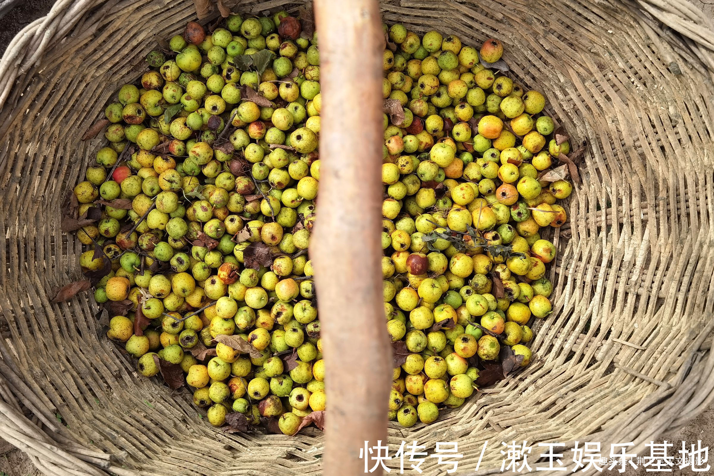 老伴|74岁老人留守深山，带退休金种6亩地靠山吃山，看生活是啥样