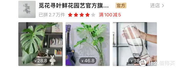 过年必备盆栽 | 20款好看易养的懒人绿植,拼多多店铺低至3元起!附养护心得