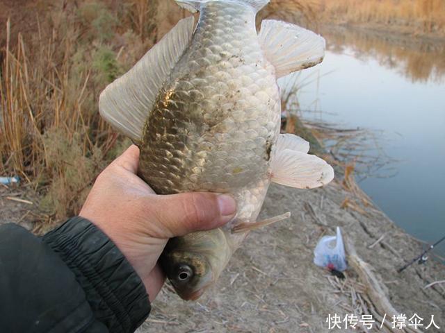 鱼儿如何寻找越冬地点，天气再冷也能爆护---皇禾钓具