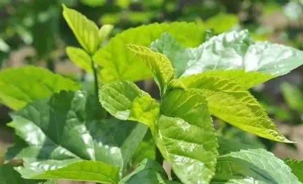  信号|血糖升高，身体会发出4个信号，降血糖：饮二水，补三物，动四处