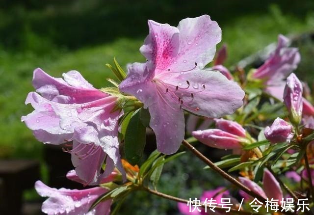 杜鹃花夏天不开花，注意这两点，盆景养得极美