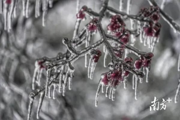 冰雪|银装素裹！第一视角带你“穿越”广东冰雪奇景