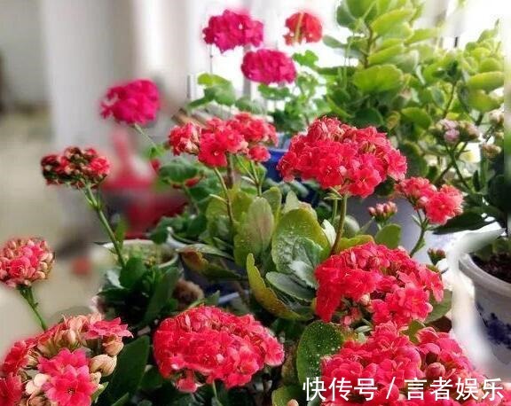 磷酸二氢钾|浇点“甜甜水”,长寿花叶子厚,绿油油,不发红,还能多开花