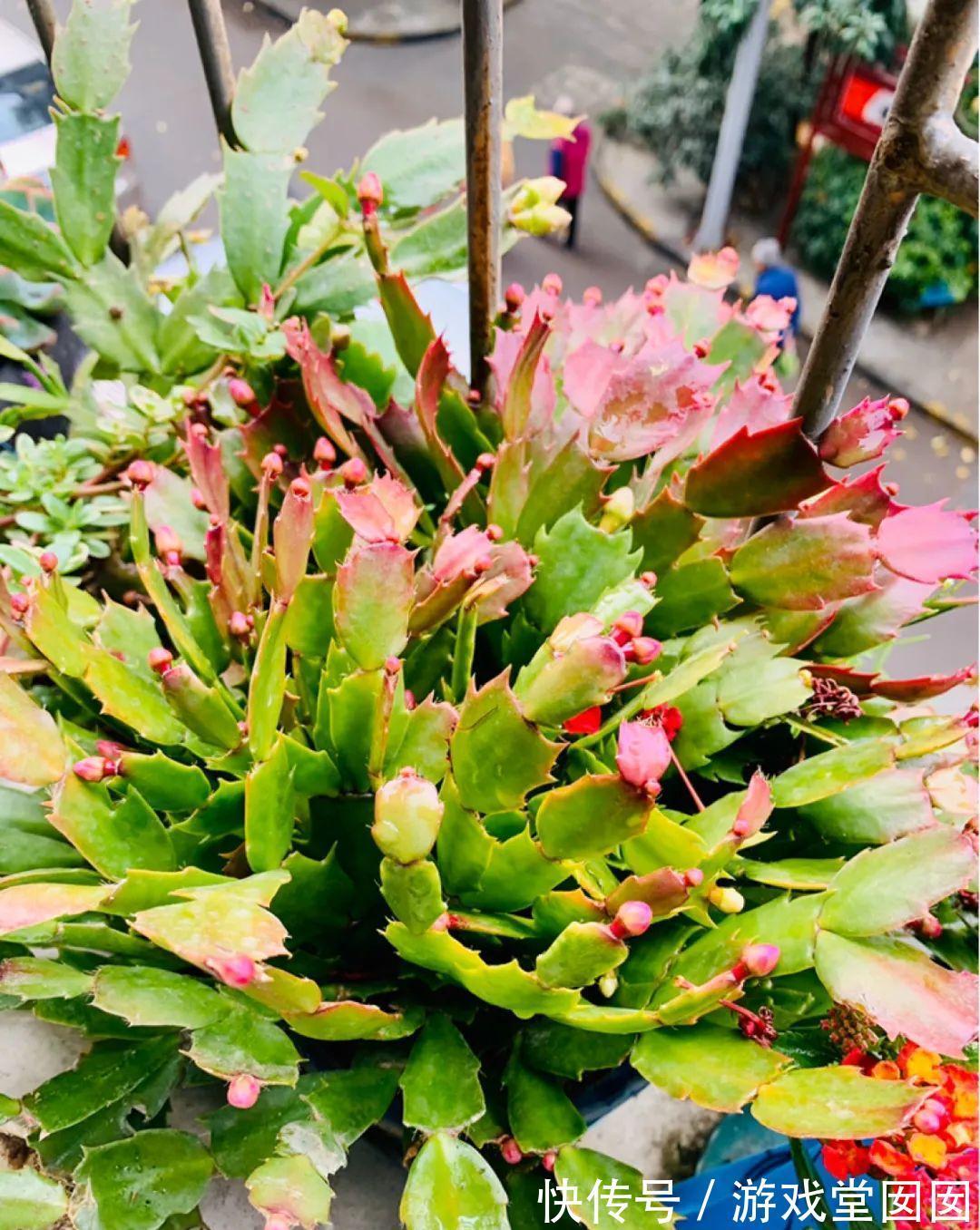 给花喷点它，叶片油绿茂密，花苞嘟噜噜冒出来