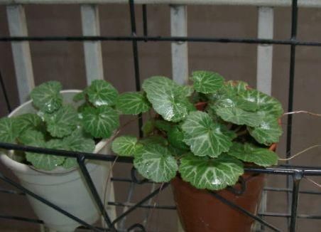 虎耳草|农村田边没人要野草,却是治疗中耳炎的良药,现在知道还不迟