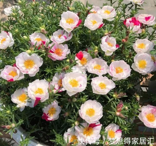 养花|三种夏日花，扦插正当时，喜欢的建议尽快繁殖“小苗”