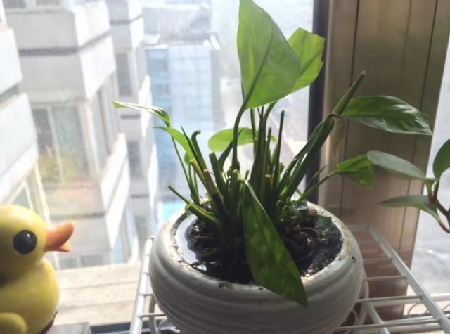 叶子|嫌花长的丑,趁现在砍头,满盆都是新叶子!