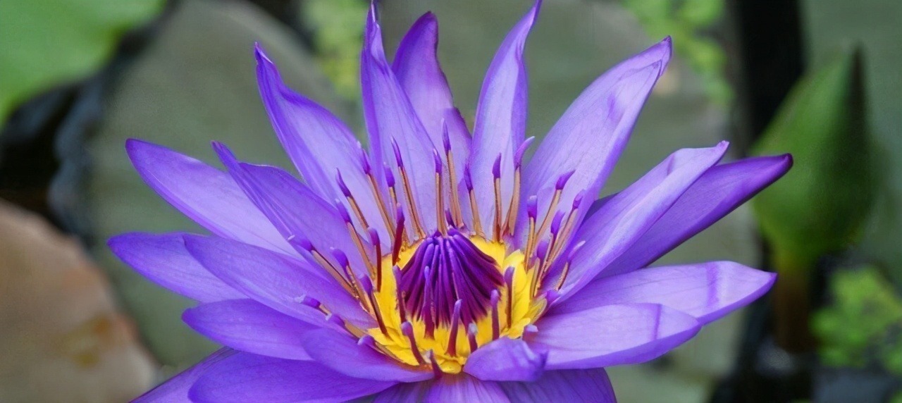 世界上最贵的6种花,植物界的“无价之花”,看看你认识几种