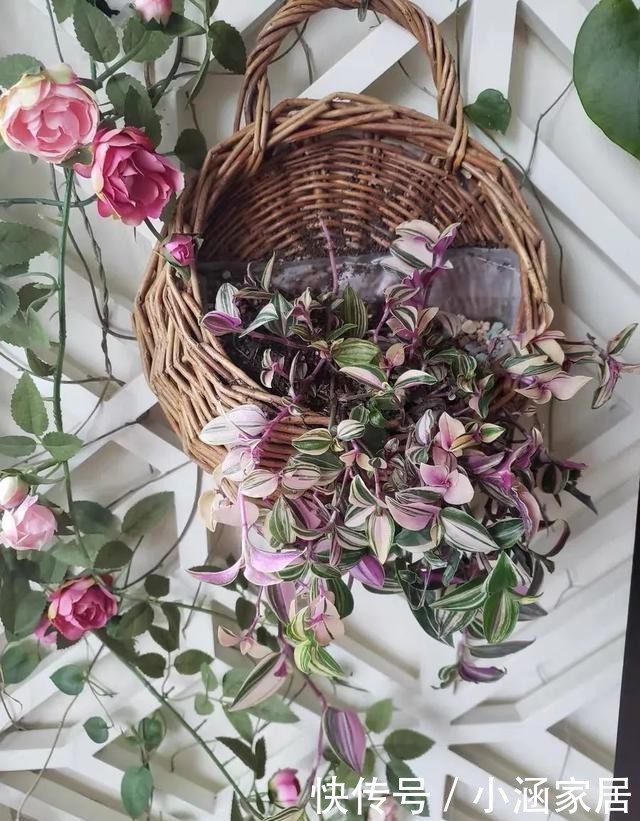 婚礼|12月养油画婚礼吊兰,做好这几点,叶子美成一幅画,漂亮极了!