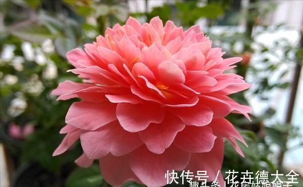 值得入手的6款月季花,花型标准花期长,漂亮又好养,阳台也能种