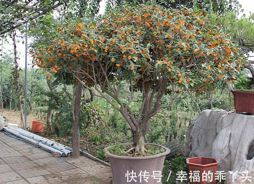 门前栽桂花长成“贵人树”