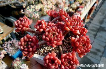 红宝石|秋冬养多肉红宝石,做好四件事,叶片红艳艳,观赏价值高