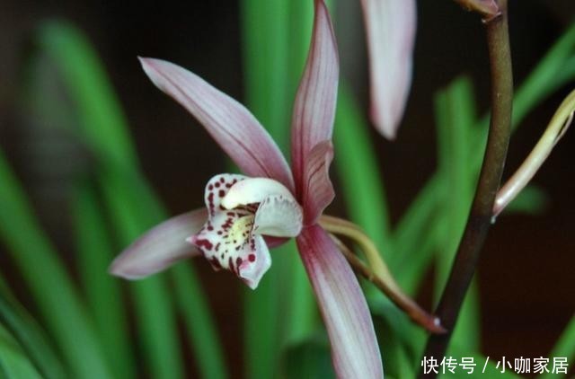 技巧|兰花栽种的3个技巧,大大提高成活率!