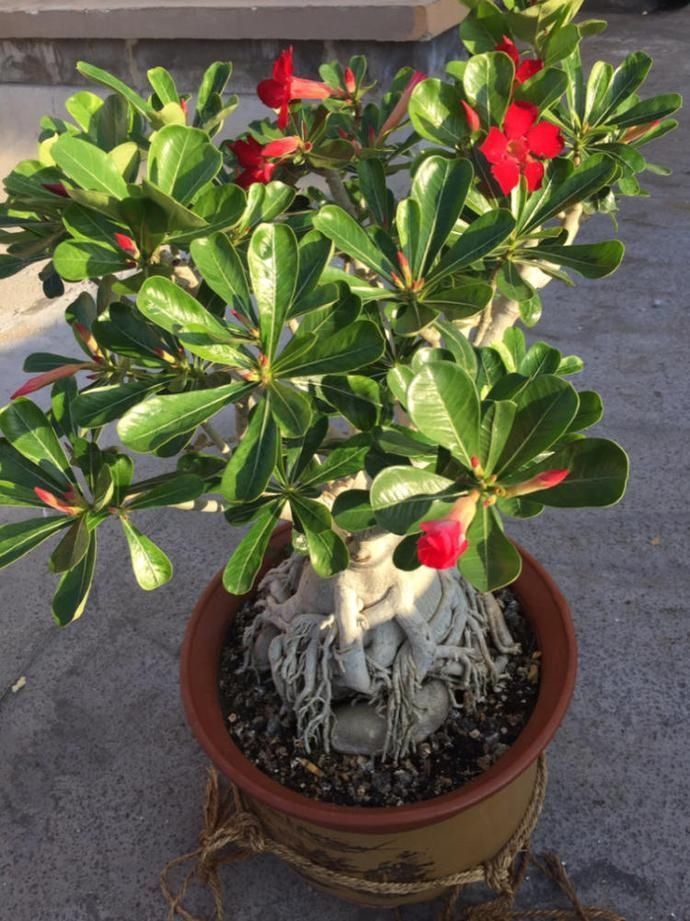 夏天养花就养它们,不怕热不怕晒,生长超好